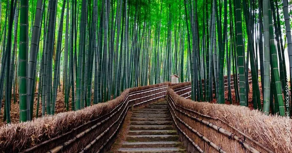 Grüne Revolution: Wie Japan ganz Asien in den Klimawandel führen könnte