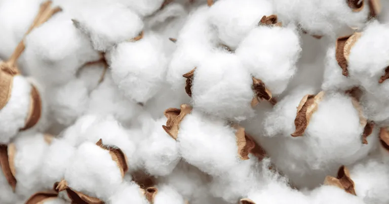 Bild von Baumwolle